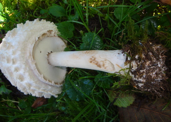 Keulenstieliger Garten-Safranschirmling (Chlorophyllum rachodes) - © Bernard Wieser